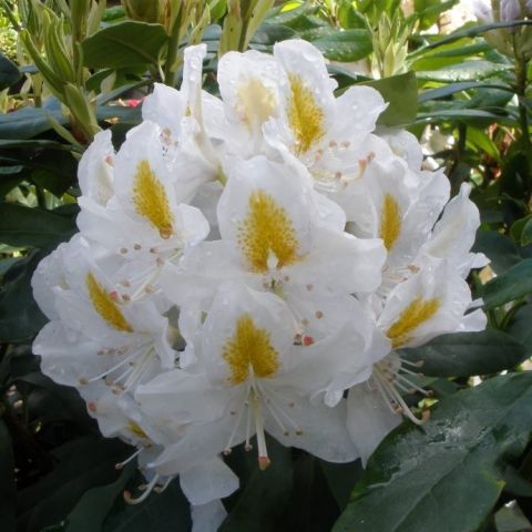 Rododendron 'Madam Masson' C5 50/60cm