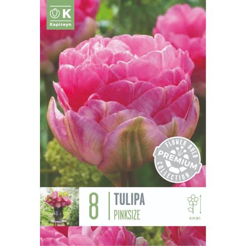 PBC Tulp 'Pinksize' 8tk