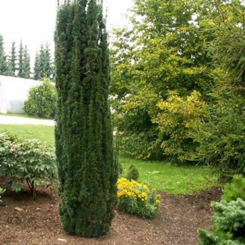 Harilik jugapuu ‘Fastigiata Robusta’ C2 20-25cm