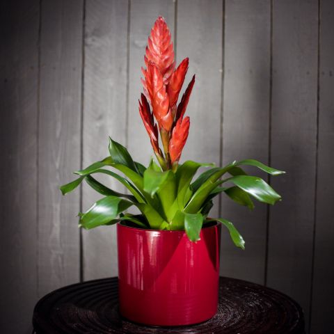 Vriisea 'Style Red' P12 50cm