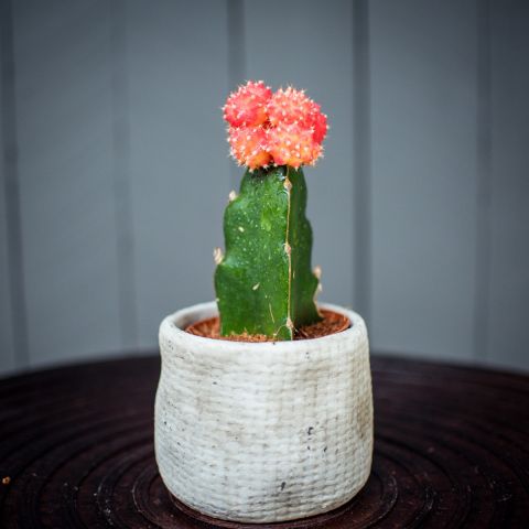 Kaktus Gymno punane P8,5