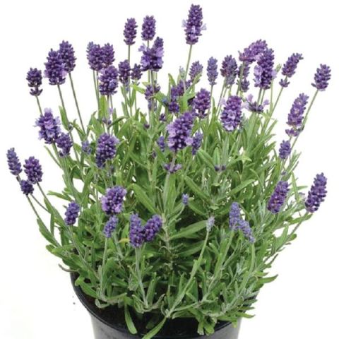 Lavendel 'Munstead' C2