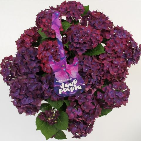 Suurelehine hortensia 'Deep Purple Dance' C5 30-40cm