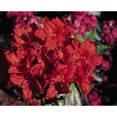 Kollane rododendron 'Doloroso' C5 40-50cm