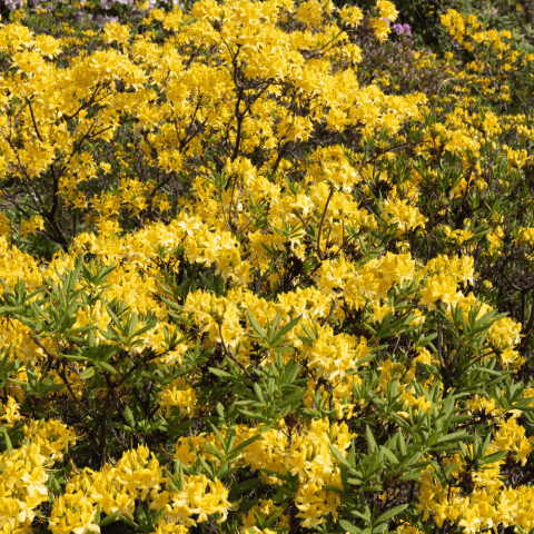 Heitlehine rododendron valik kollane C5 40/50cm