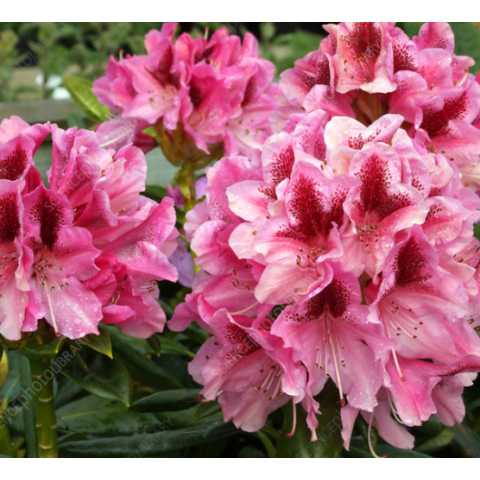 Rododendron 'Cosmopolitan' C5 50/60cm