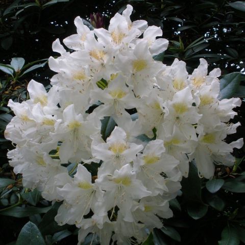 Rododendron 'Cunningham's White' C5 50/60cm