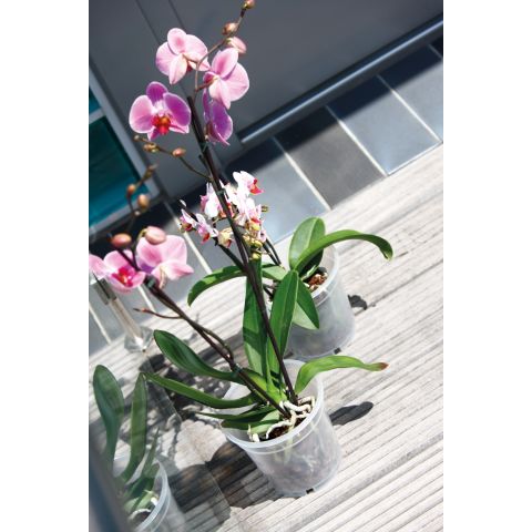 Orhideepott läbipaistev D15 cm, P15