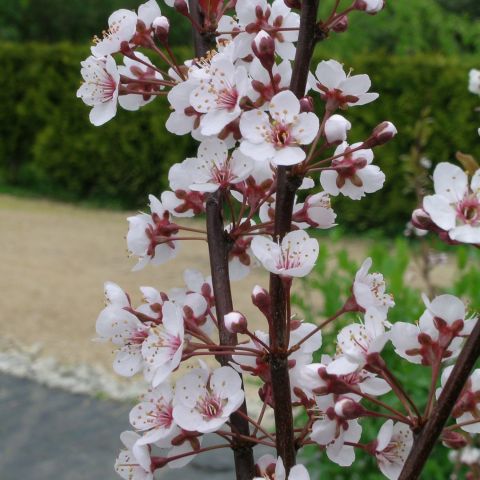Punalehine kirsipuu C10 100/125 cm