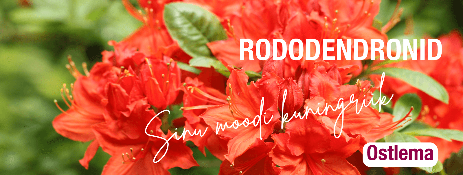 rodokuningriik rododendronid rodoaed